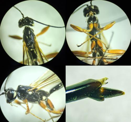 Réf. 352 515 : Megarhyssa rixator